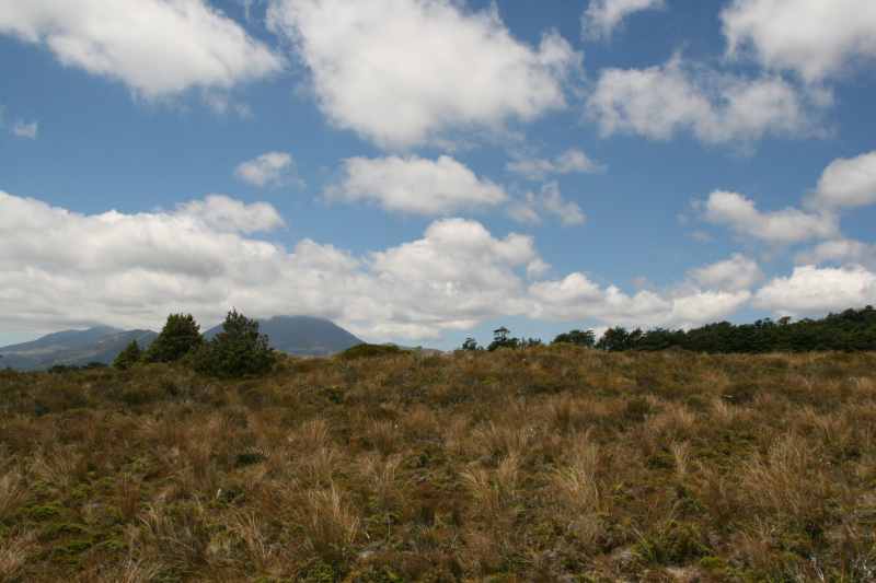 Nieuw-Zeeland 2011 - 0823